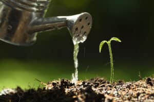 watering young-plant